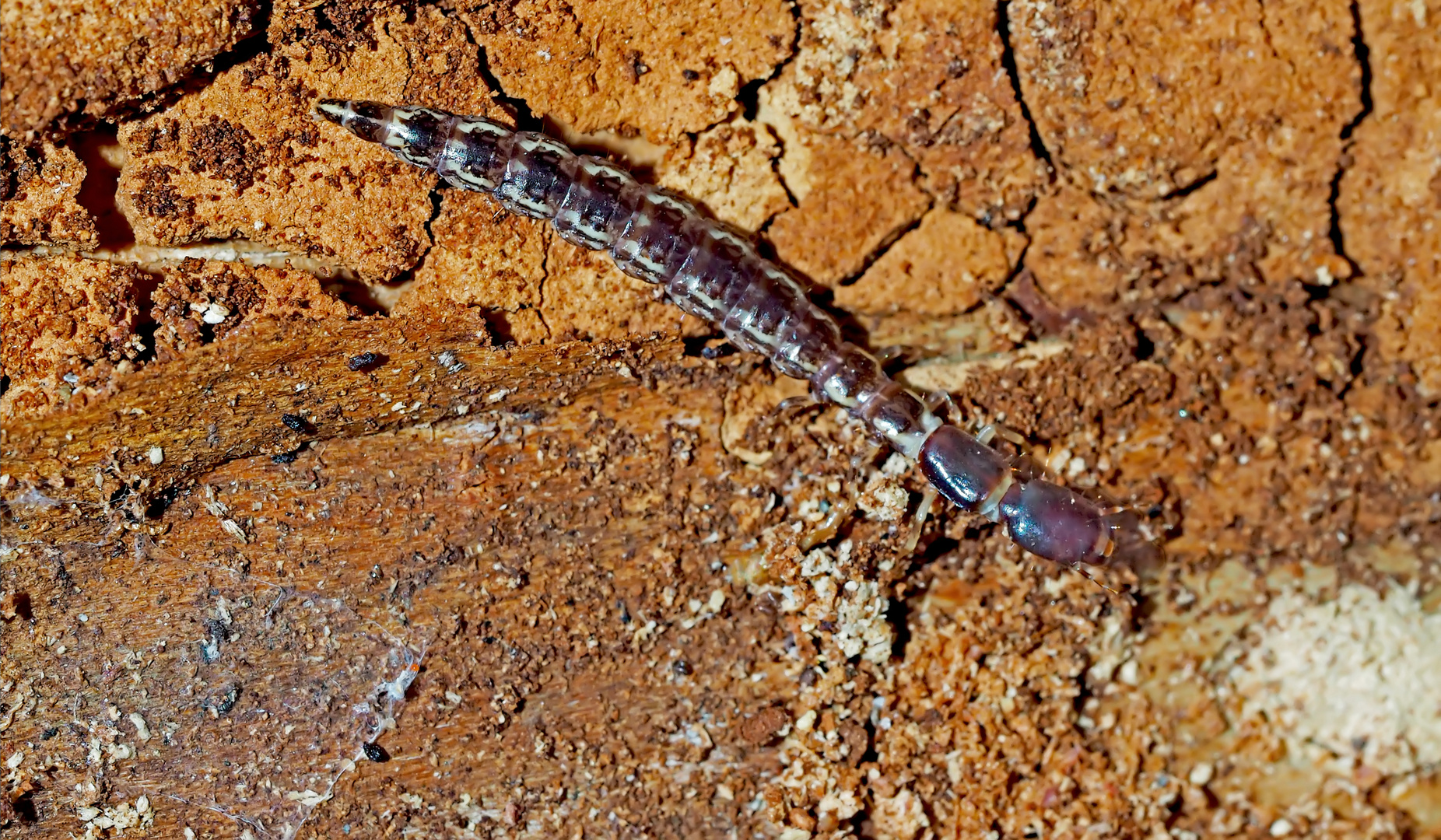 Kamelhalsfliegen-Larve ( Raphidioptera) - Une larve d'insecte sous une écorce...