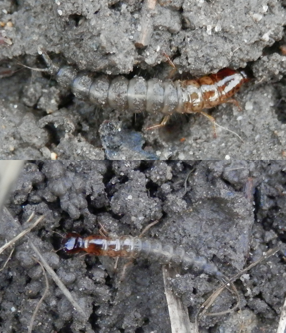 Kamelhalsfliegenlarven (Phaeostigma sp.)