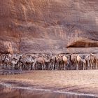 Kamelherde in der Archai-Schlucht
