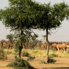 KAMELHERDE IN DER WÜSTE THAR-RAJASTAN