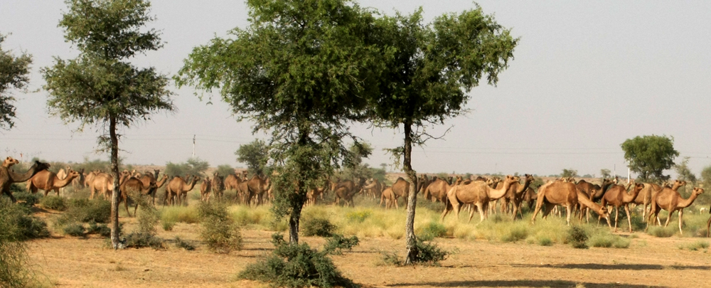 KAMELHERDE IN DER WÜSTE THAR-RAJASTAN