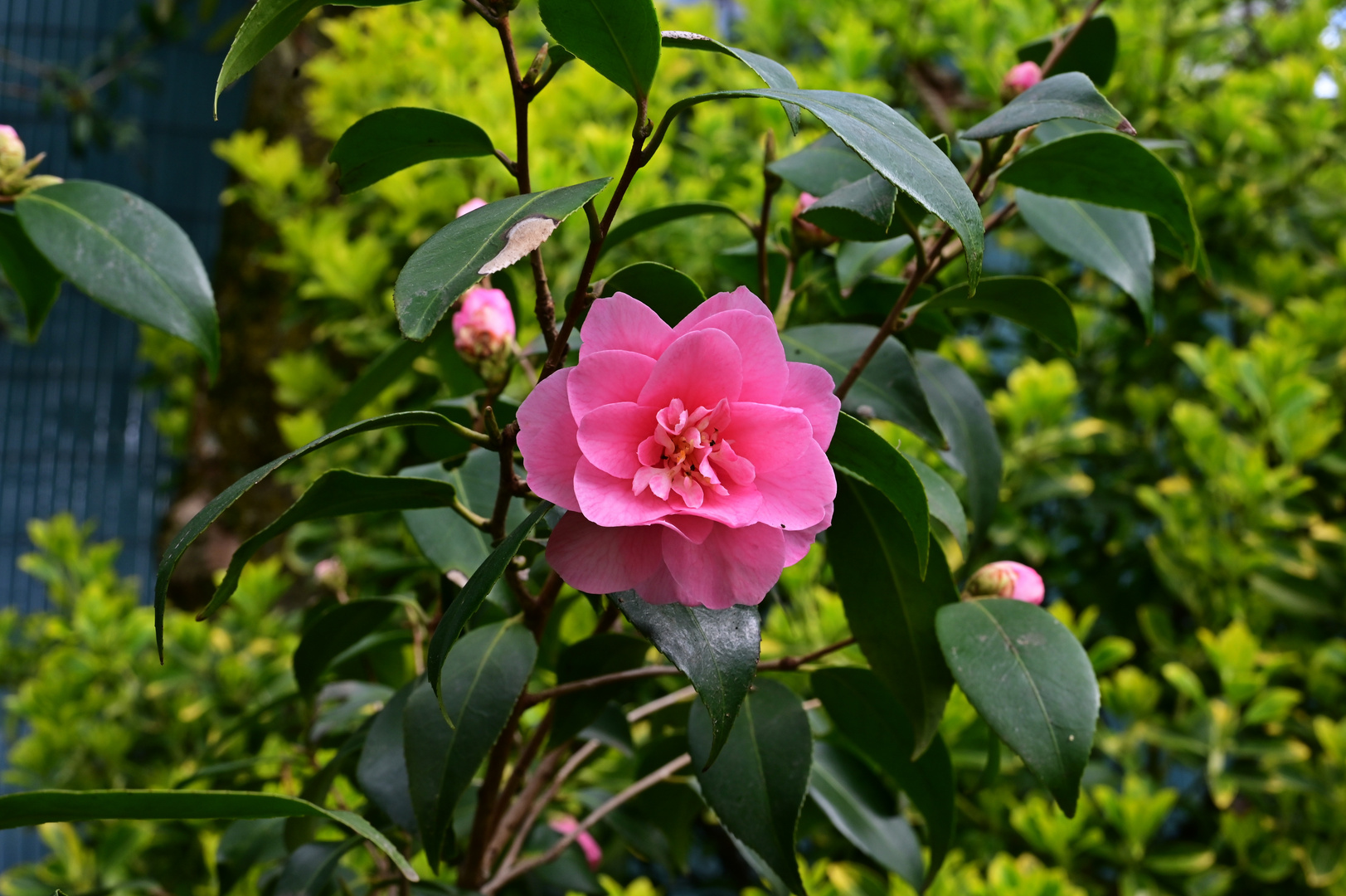kamelie Foto & Bild jahreszeiten, frühling, natur Bilder auf