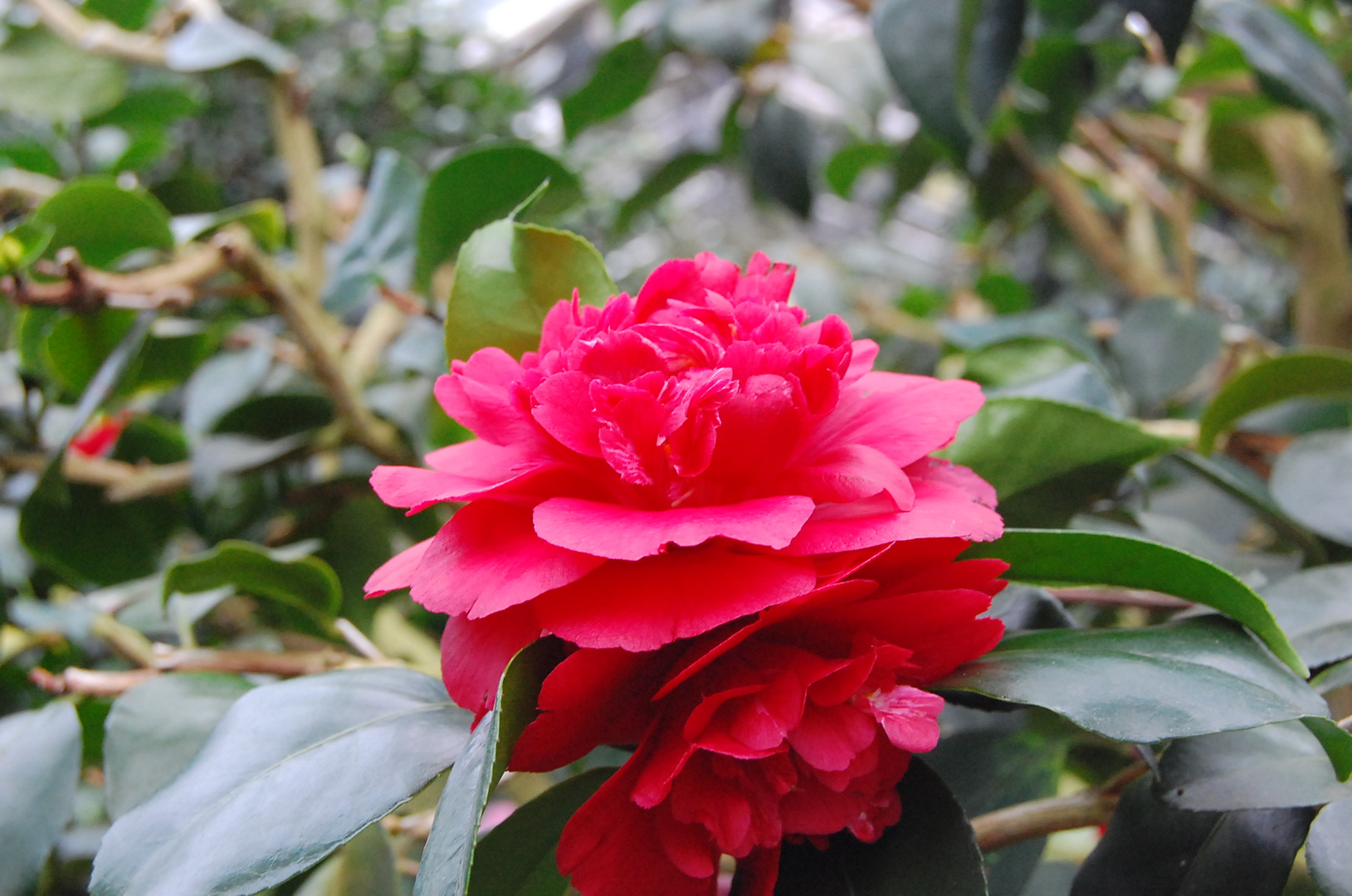 Kamelie (Camellia japonica)