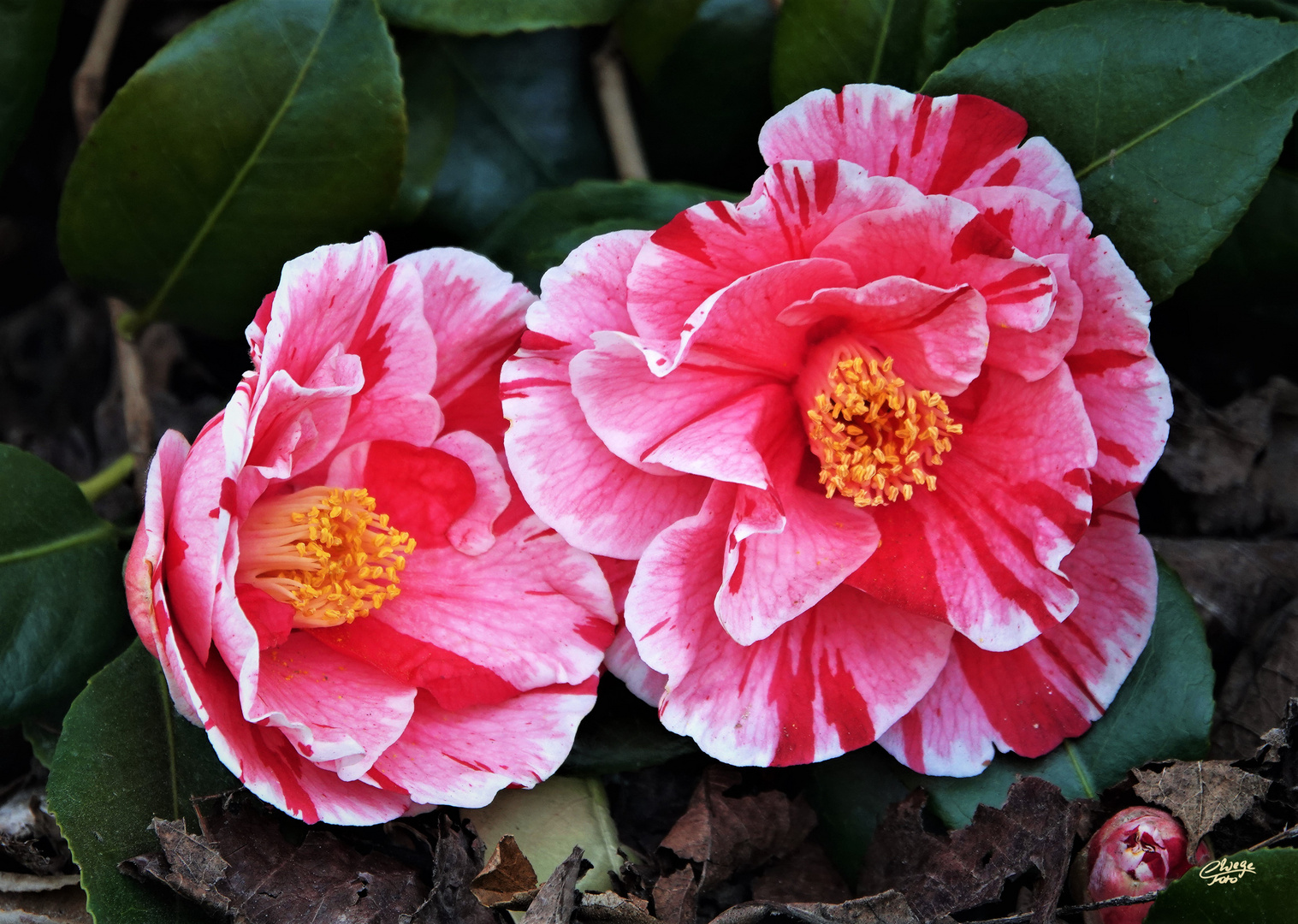 Kamelie (Camellia japonica)