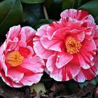 Kamelie (Camellia japonica)