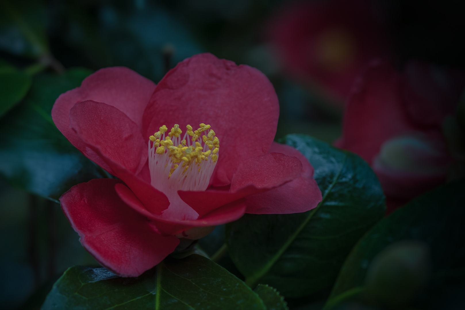 Kamelie (Camellia japonica) 