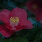 Kamelie (Camellia japonica) 