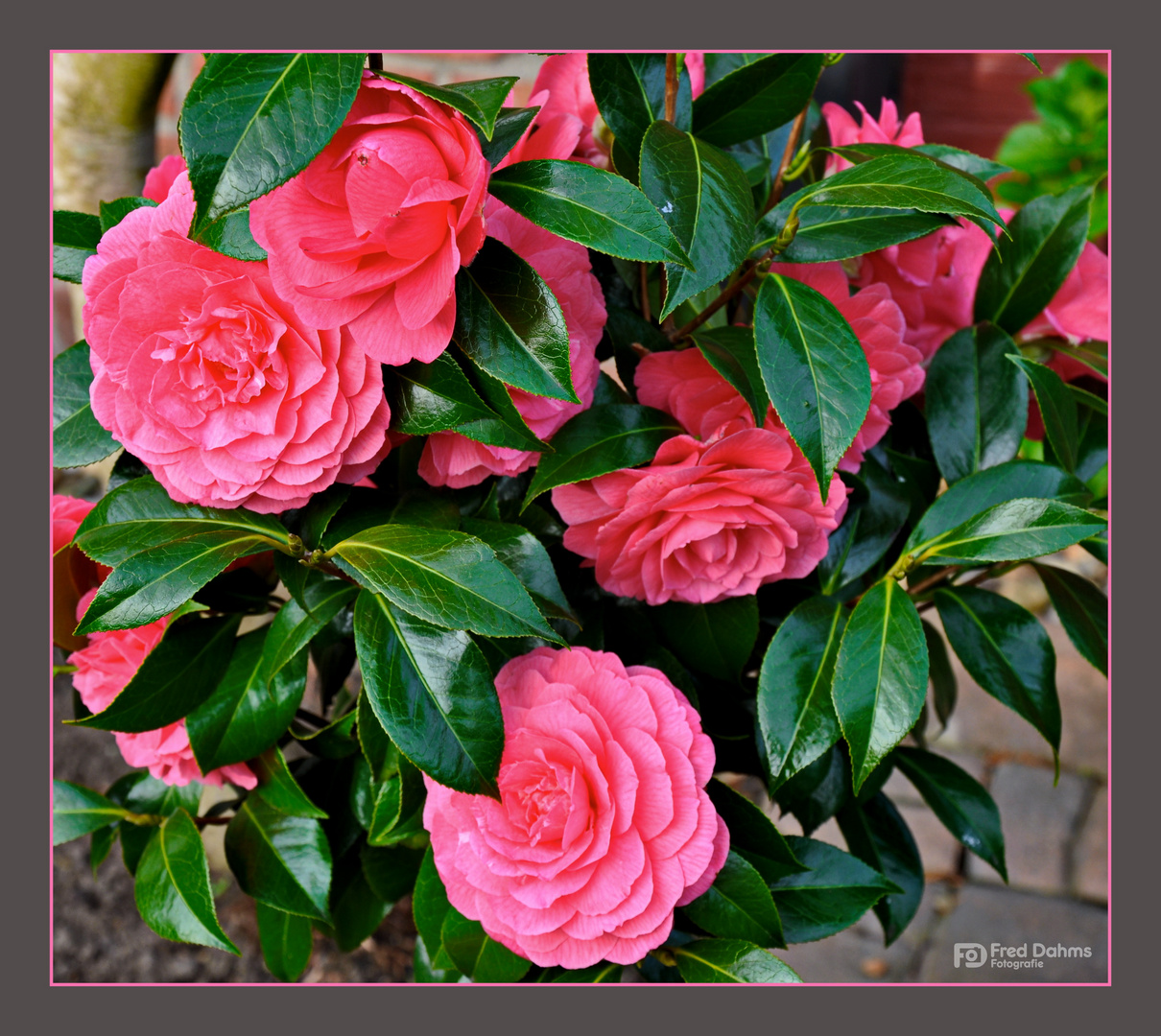 Kamelie (Camellia japonica)