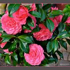 Kamelie (Camellia japonica)