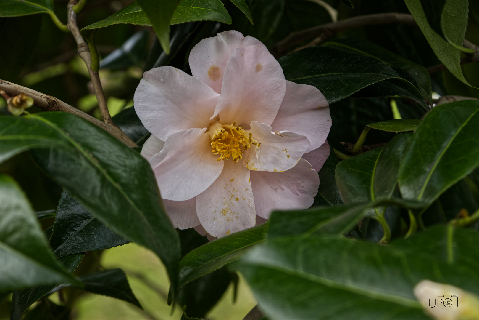 Kamelie, Florazu Köln