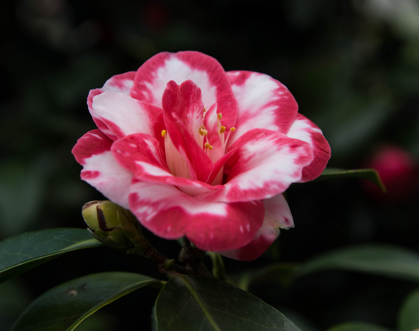 Kamelie im Botanischen Garten der Wilhelma