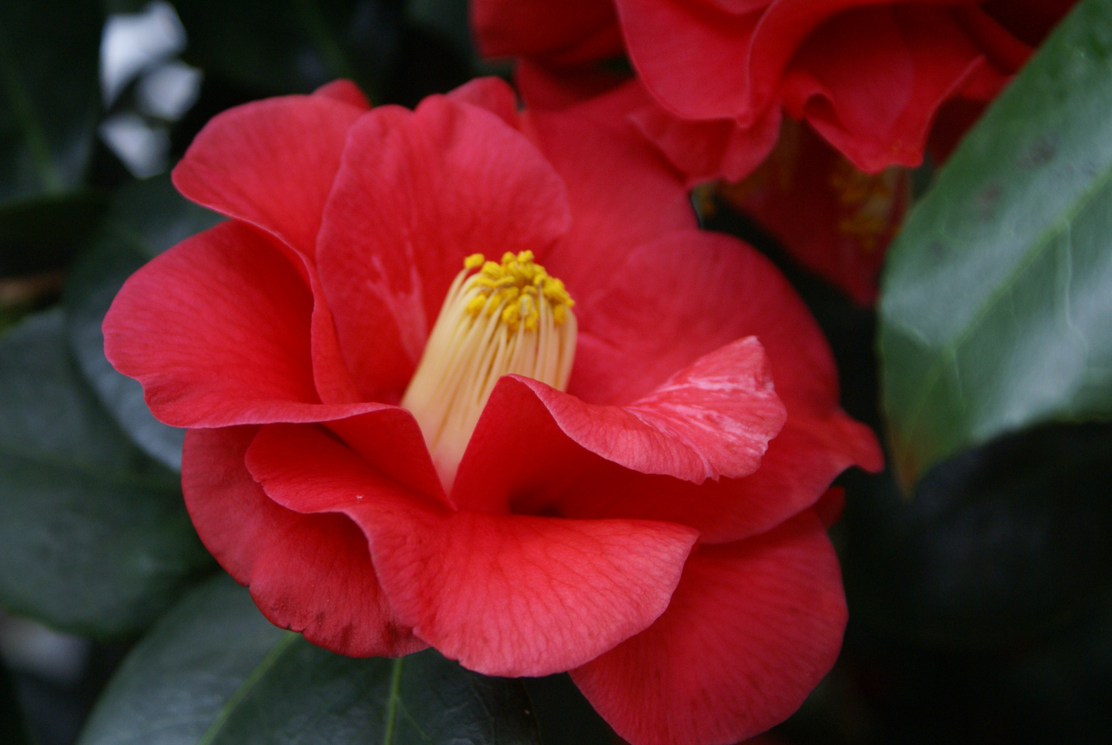 Kamelie im Palmengarten