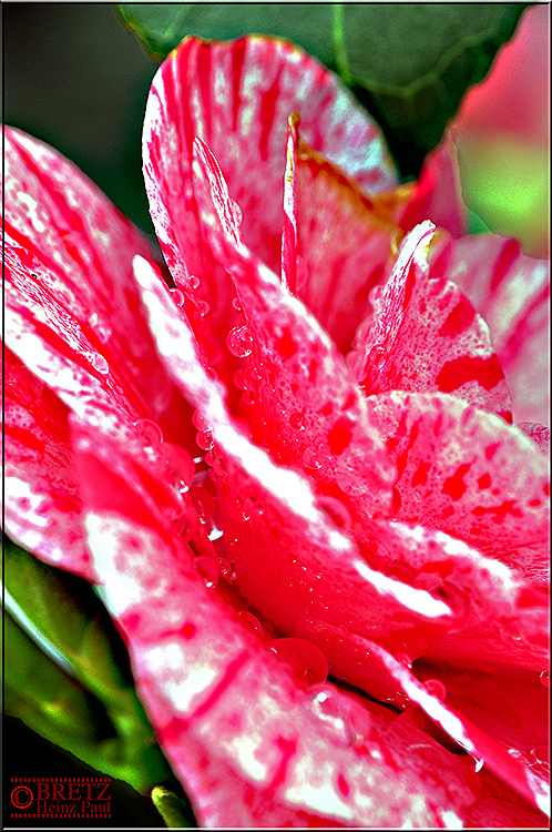 Kamelie im Regen