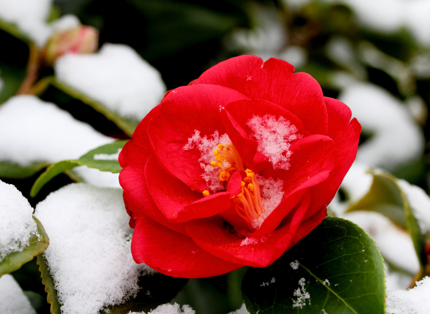 Kamelie im Schnee