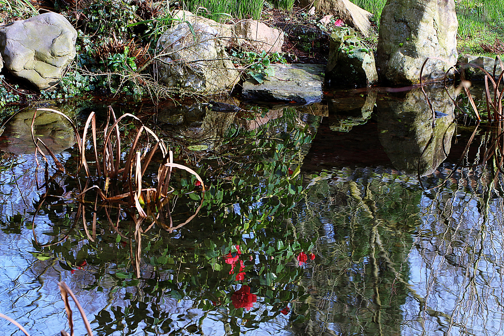 Kamelie im Teich