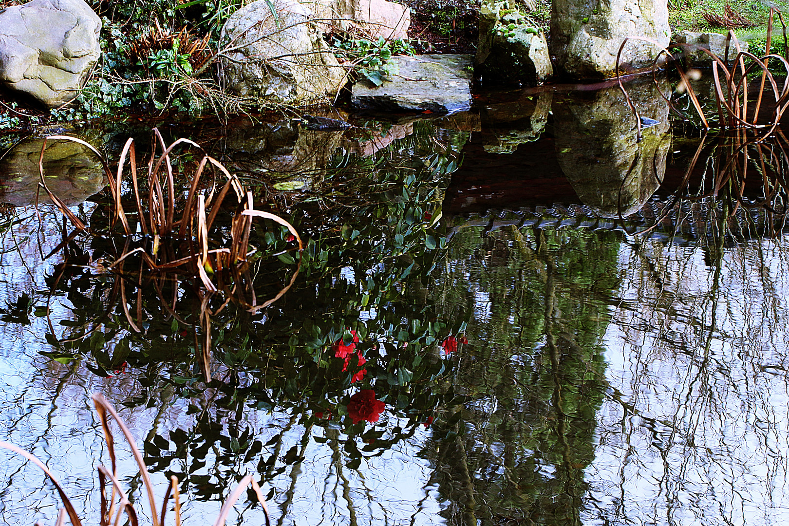 Kamelie im Teich gespiegelt