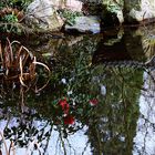 Kamelie im Teich gespiegelt