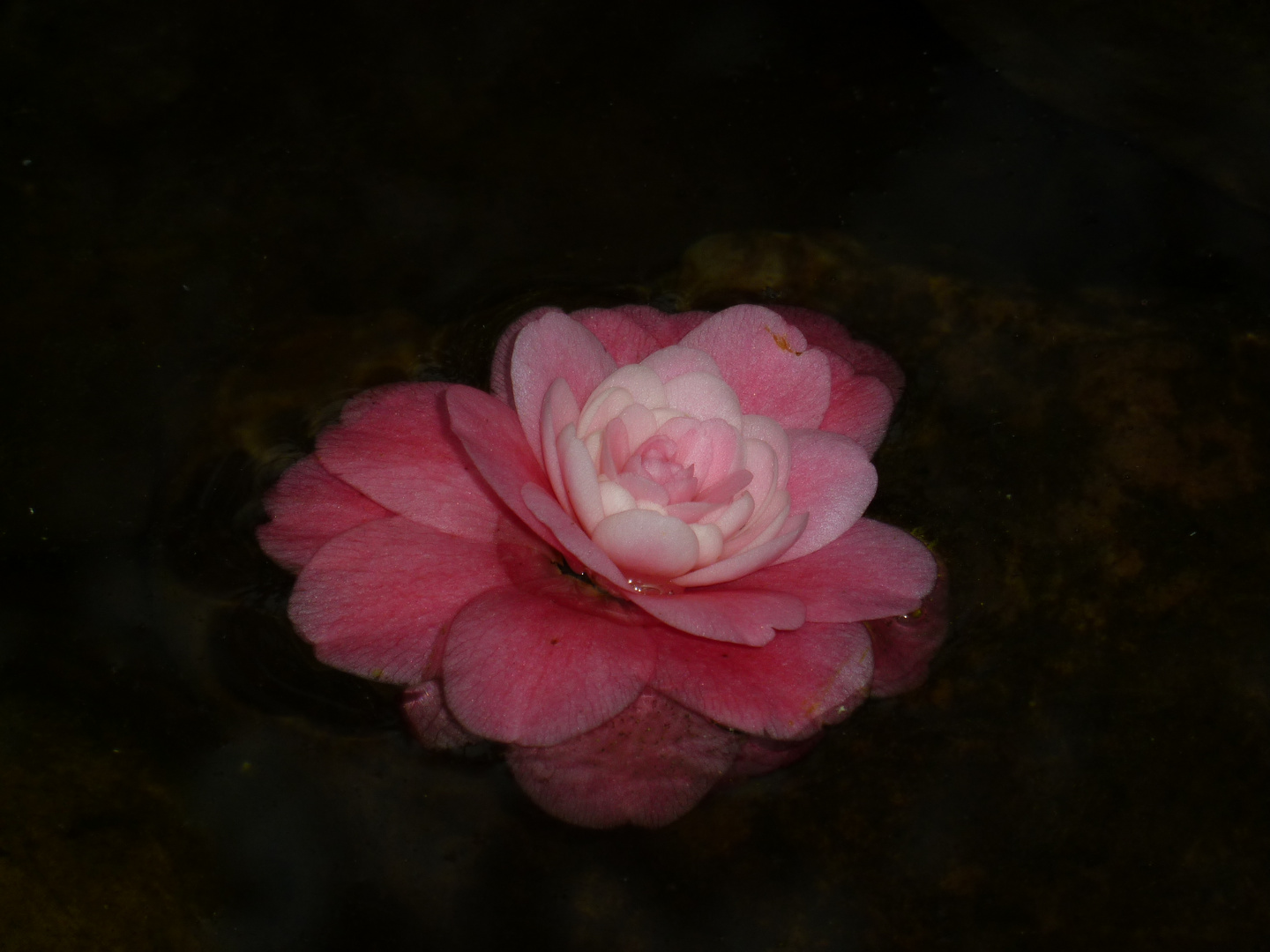 Kamelie im Wasser - 06-02-2014