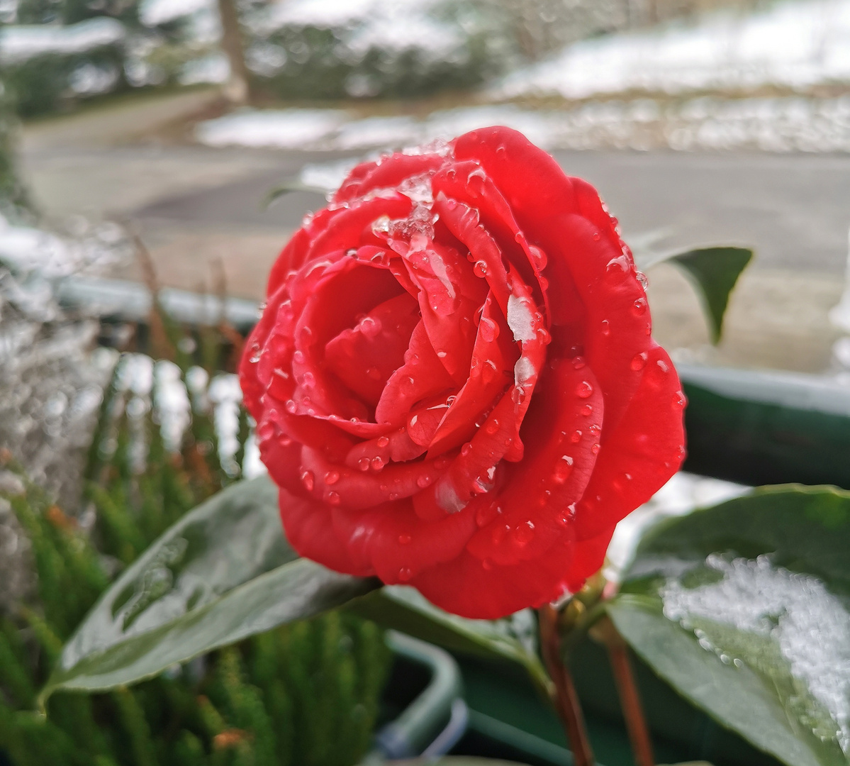 Kamelie 'Lady Campbell' (camellia) blüht im Schnee