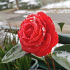 Kamelie 'Lady Campbell' (camellia) blüht im Schnee