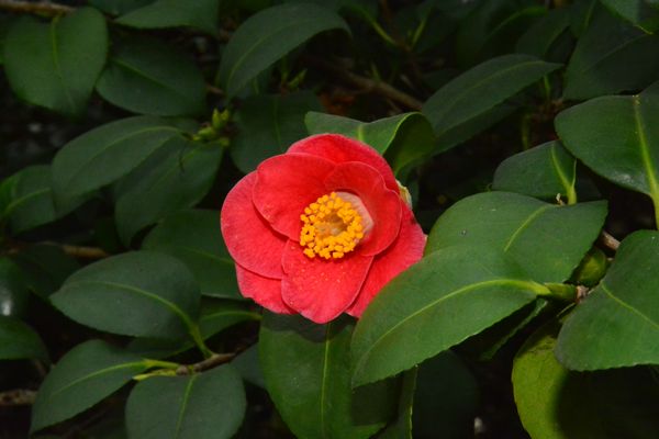 Kamelie Schloß Pillnitz