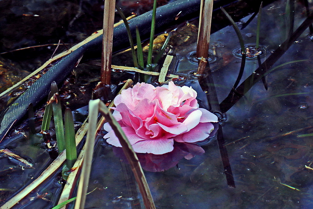 Kamelie zum spiegeln im Teich