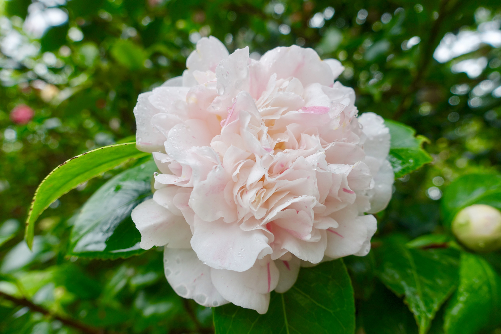 Kamelien-Blüte auf Madeira