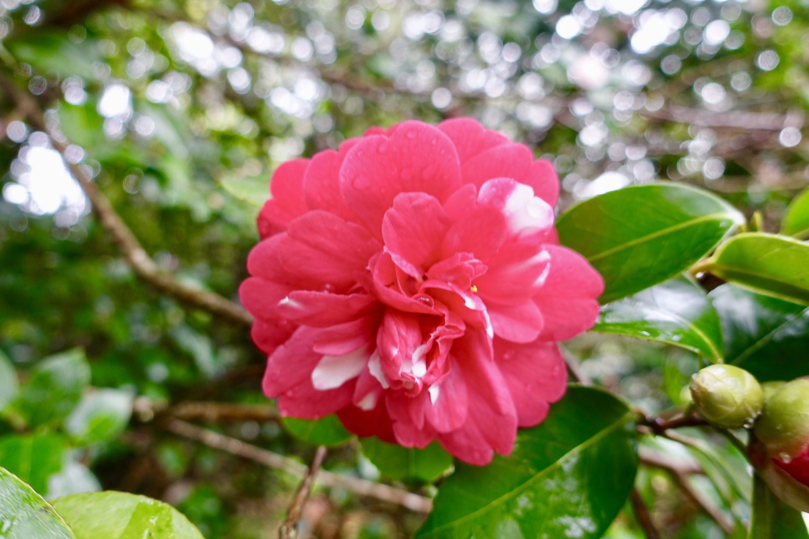 Kamelien-Blüte auf Madeira