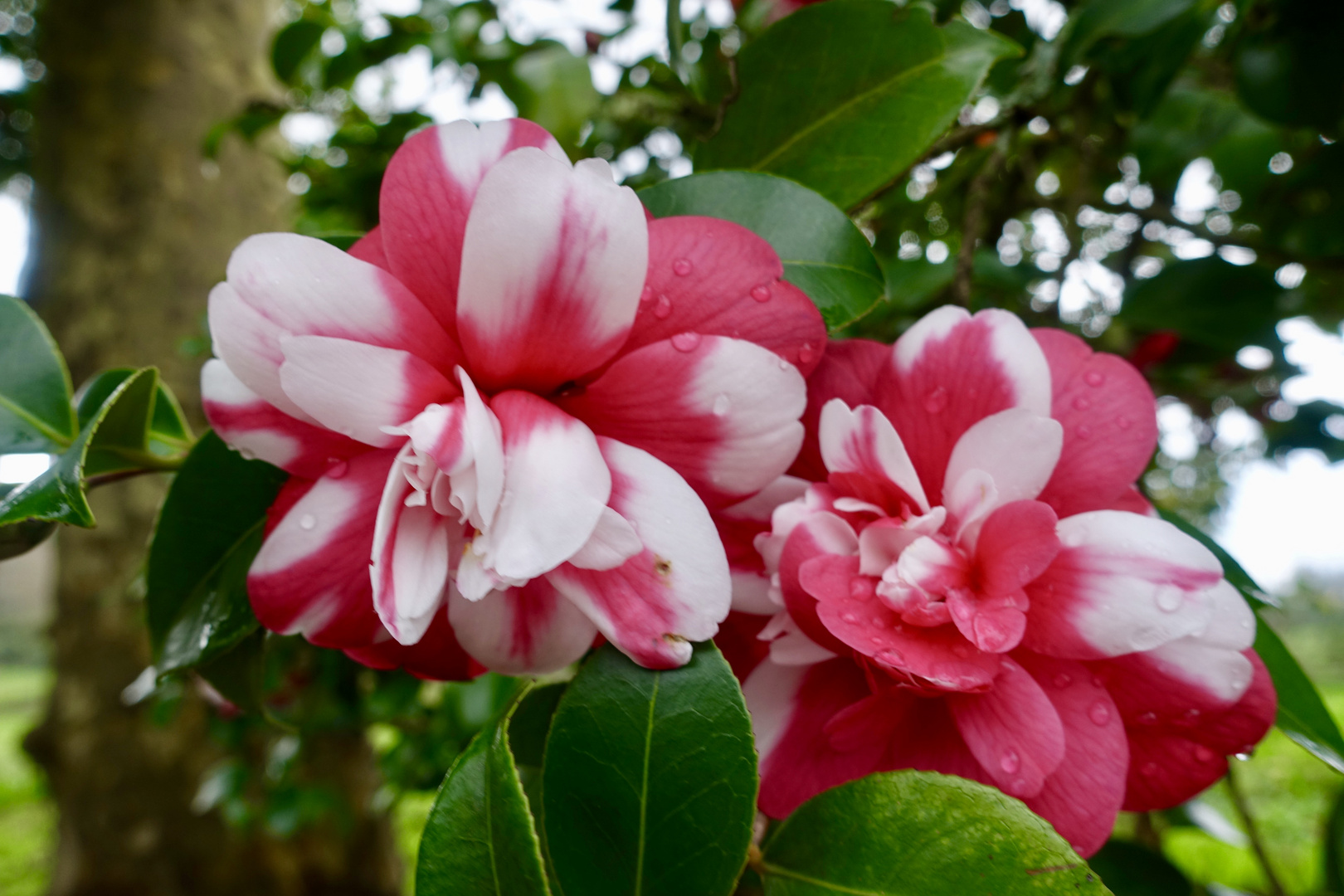 Kamelien-Blüte auf Madeira