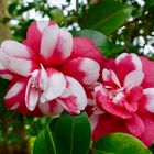 Kamelien-Blüte auf Madeira