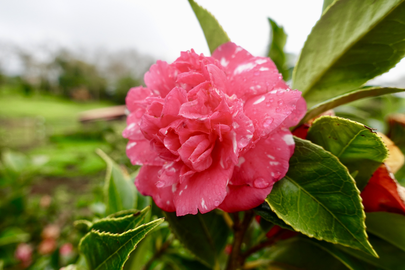 Kamelien-Blüte auf Madeira