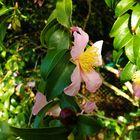 Kamelien Blüten im Oktober in meinem Garten