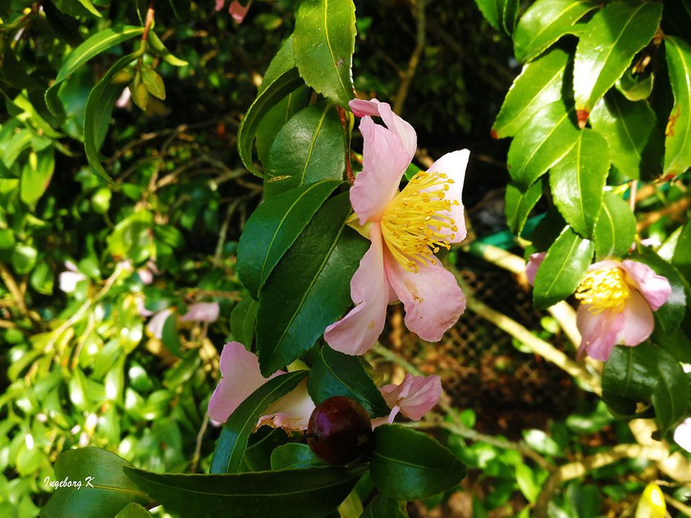 Kamelien Blüten im Oktober in meinem Garten