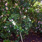 Kamelien - Blütenstrauch im Oktober in meinem Garten