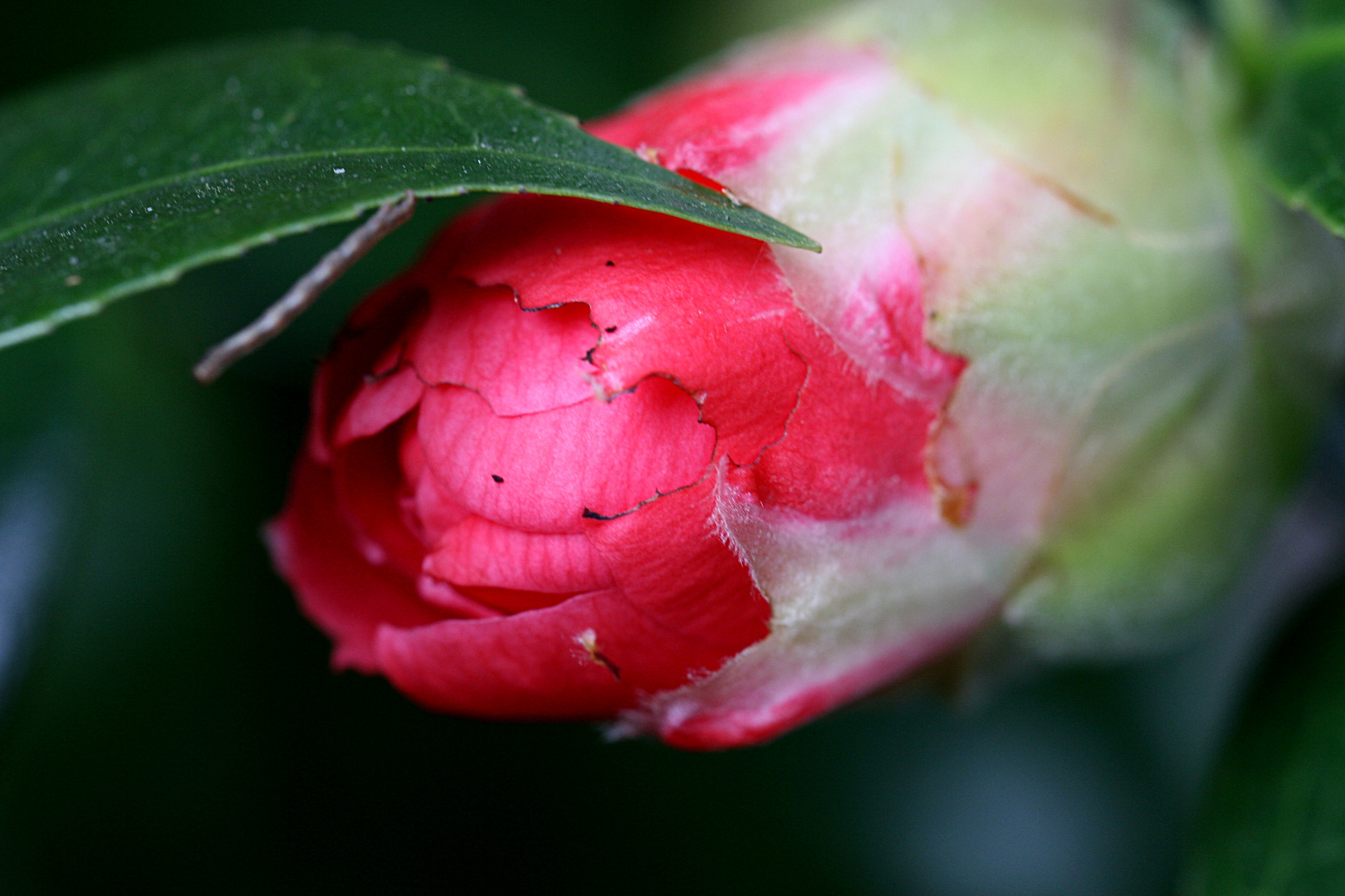 Kamelien Knospe Tamron 60mm Macro f 2.0