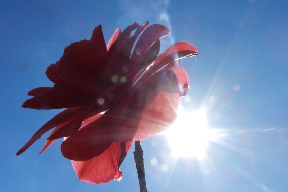 Kamelienblüte im Gegenlicht von Egni 