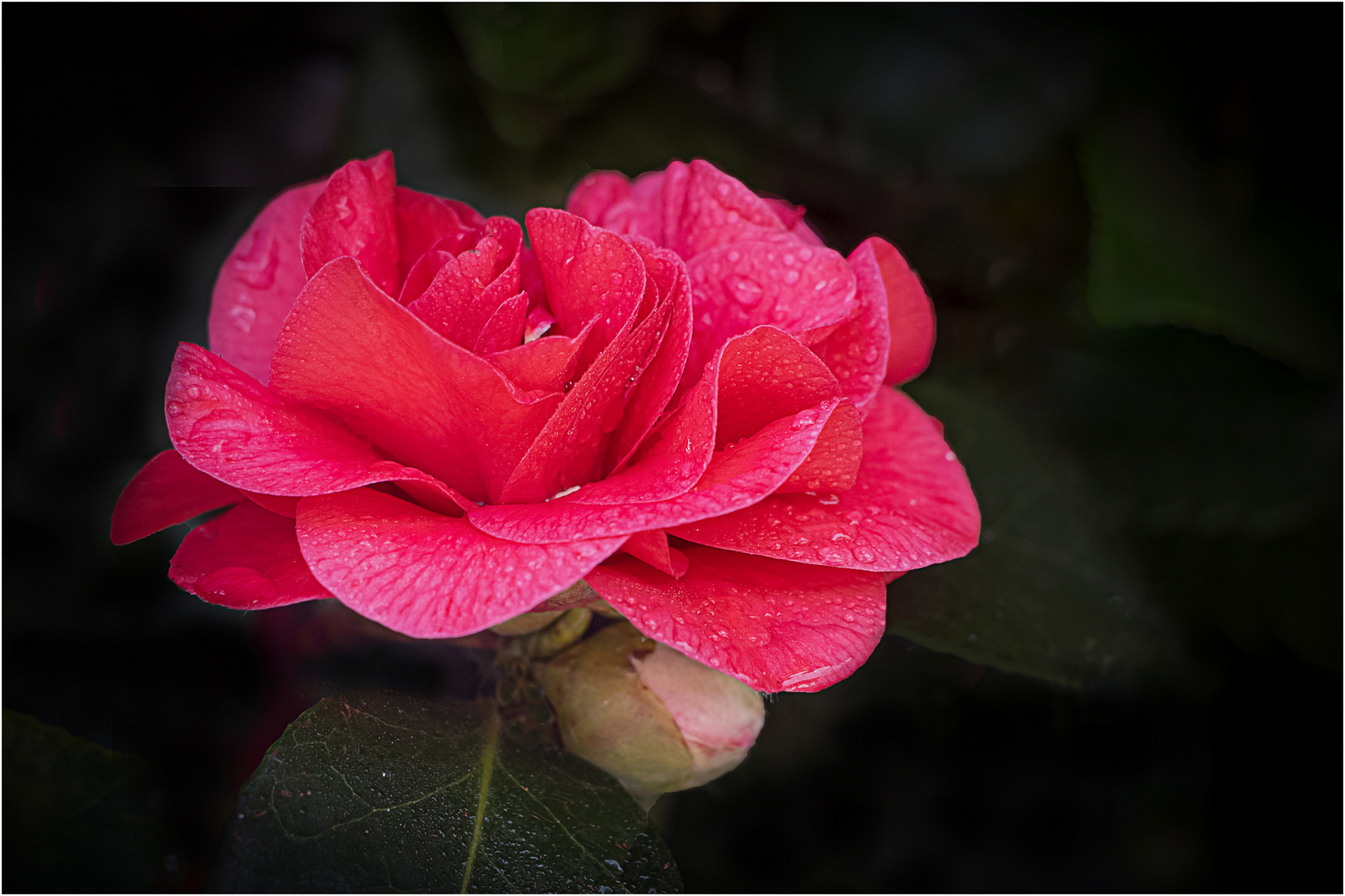 Kamelienblüte im Regen