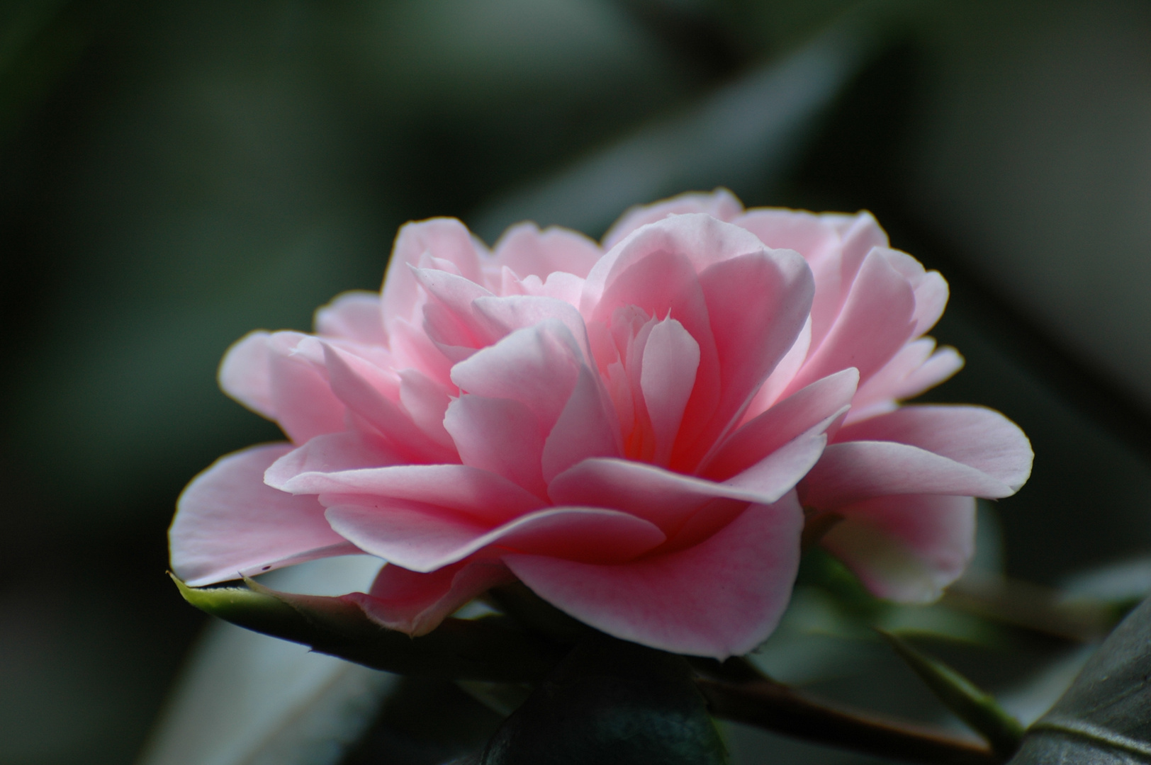 Kamelienblüte in der Kölner Flora