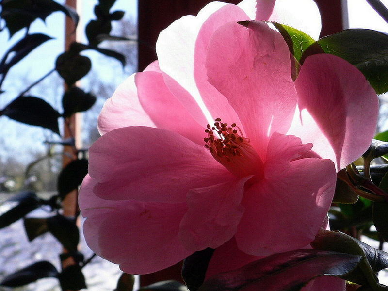 Kamelienblüte in der Orangerie des Schloß Belvedere