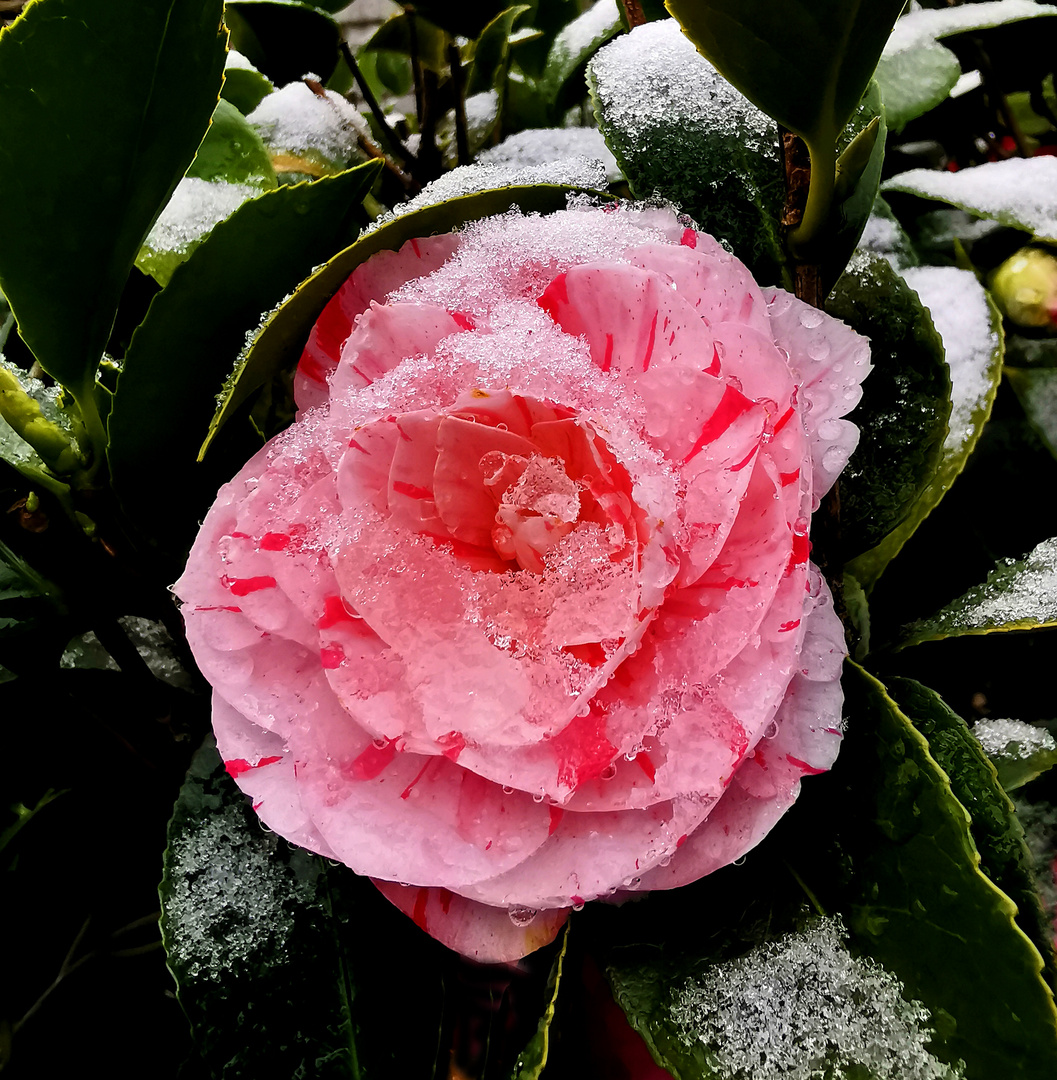 Kamelienblüte mit Schnee am 2.4.22