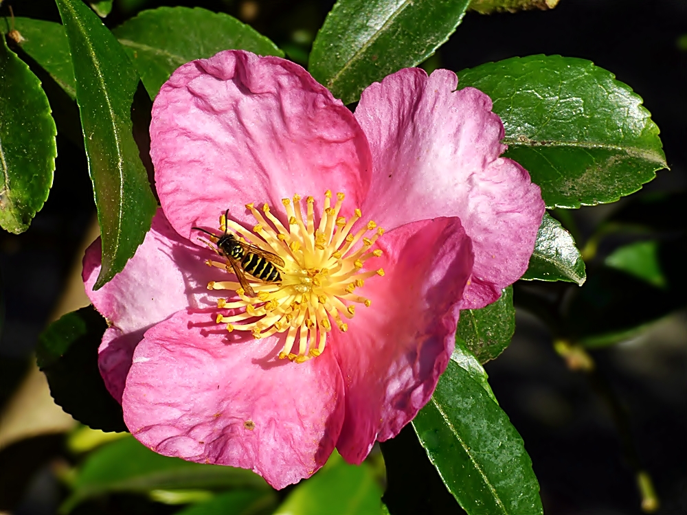 Kamelienblüte mit Wespe.