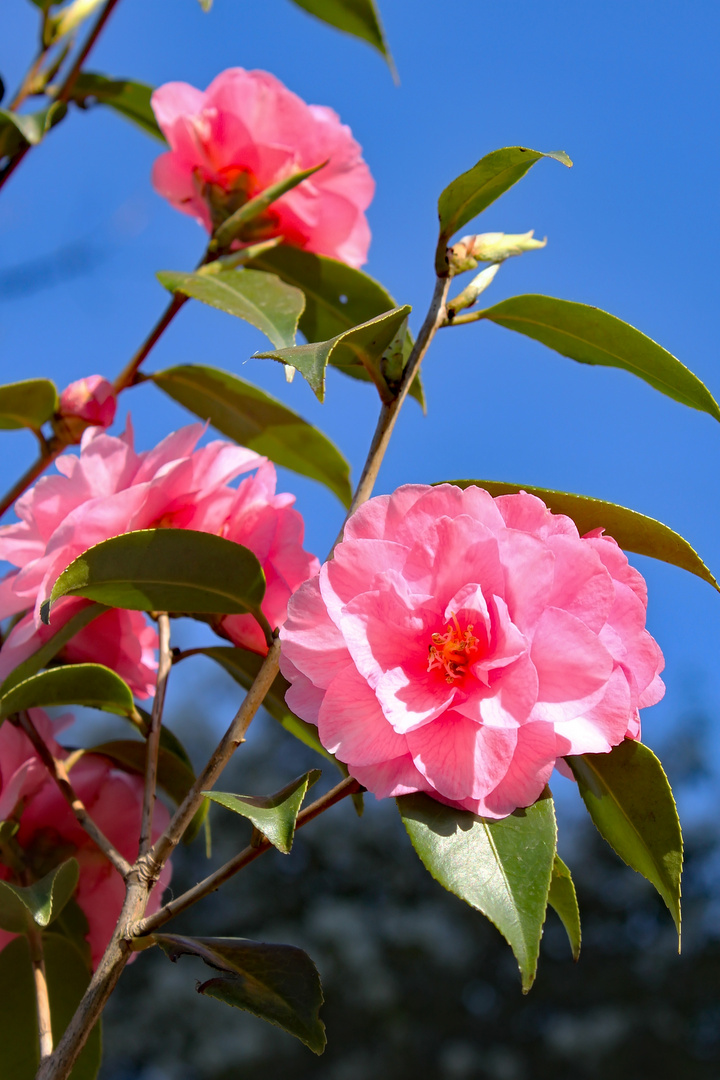 Kamelienblüten