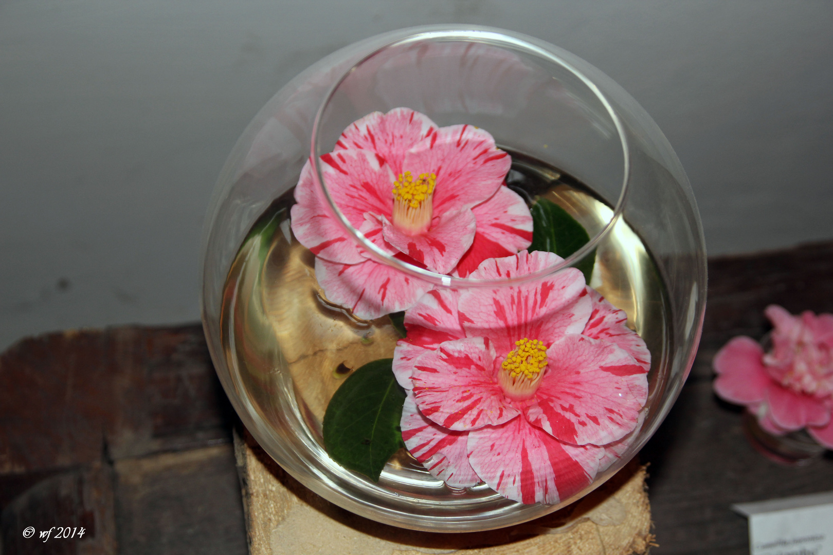 Kamelienblüten im Glas