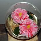 Kamelienblüten im Glas