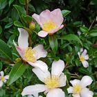 Kamelienblüten im Oktober in meinem Garten