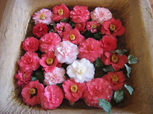 Kamelienblüten - in Zuschendorf