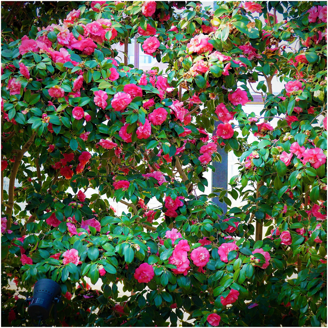 Kamelienblüten mit Durchblick