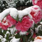Kamelienblüten unter der Schneelast