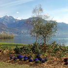 Kamelienpark Locarno am Lago Maggiore