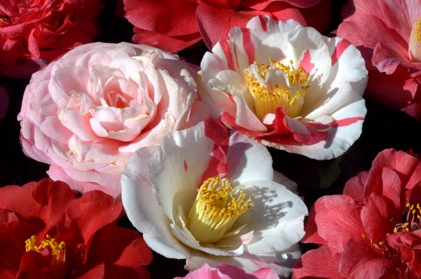 Kamelienschau Locarno